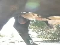 Farmer treats his bull in the farm bestiality